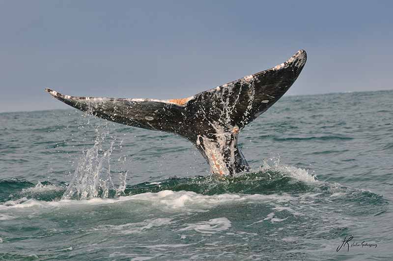 ballena-gris-oceano-pacifico-fauna-baja-california-julio-rodriguez-low