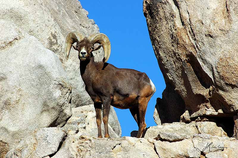 borrego-cimarron-fauna-baja-california-julio-rodriguez-low