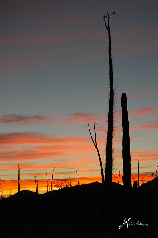 Catavina-Desierto-Baja-California-Julio-Rodriguez-2-LOW