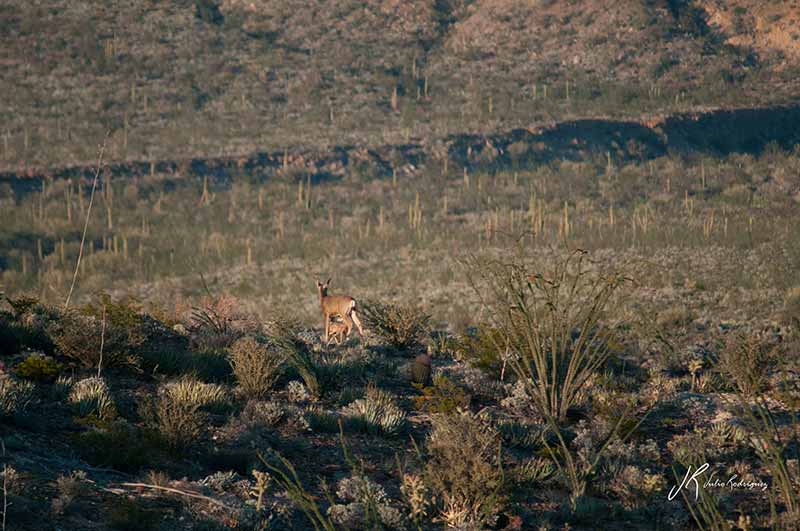 cierva-y-cervatillo-fauna-baja-california-julio-rodriguez-low