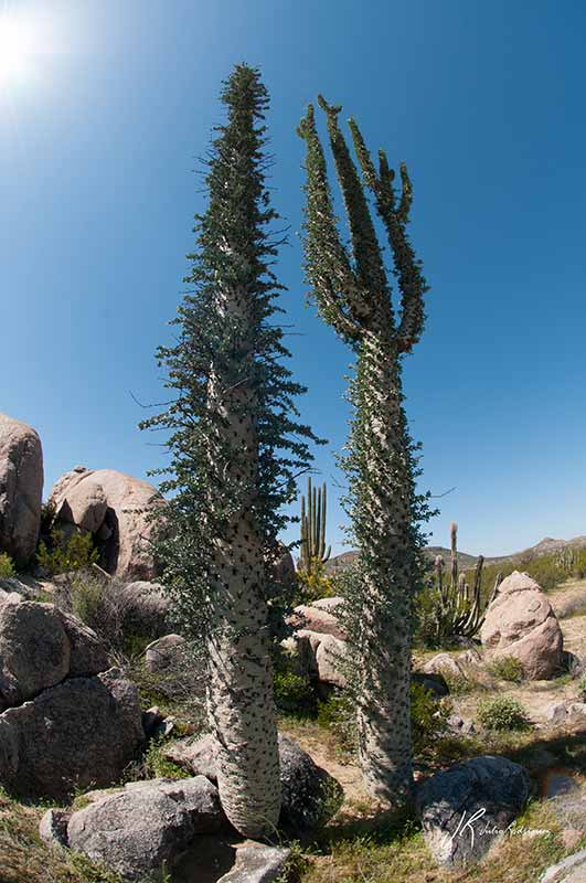 cirios-valle-de-los-cirios-flora-baja-california-julio-rodriguez-low