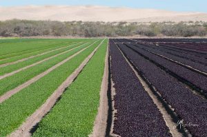 Contraste - Valle de Mexicali