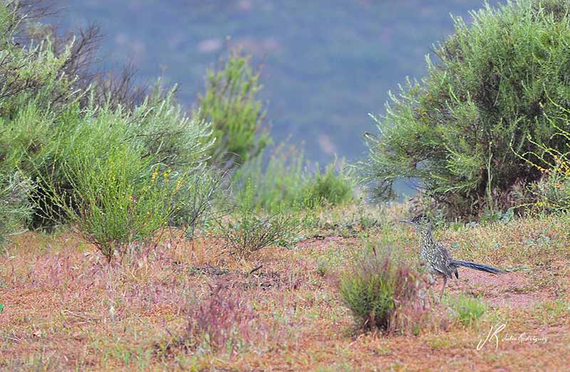 correcaminos-fauna-baja-california-julio-rodriguez-low
