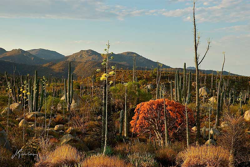 desierto-central-desierto-baja-california-julio-rodriguez-low