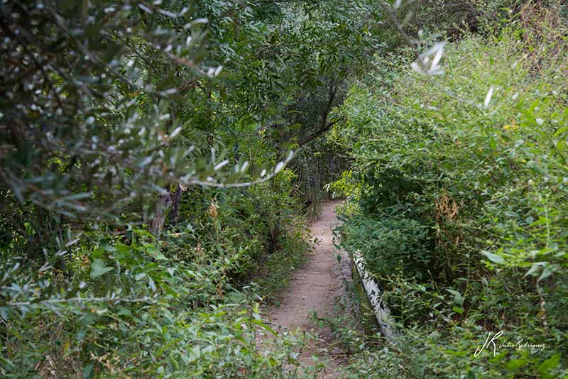 huerto-misional-mision-de-san-francisco-javier-camino-real-misionero-baja-california-sur-julio-rodriguez-low