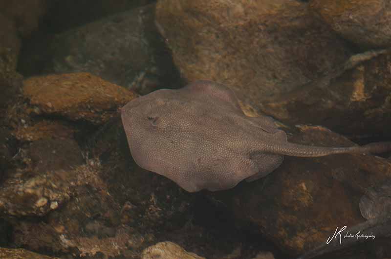 mantarraya-fauna-baja-california-julio-rodriguez-low