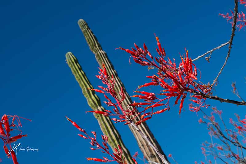 palo-adan-flora-baja-california-julio-rodriguez-low