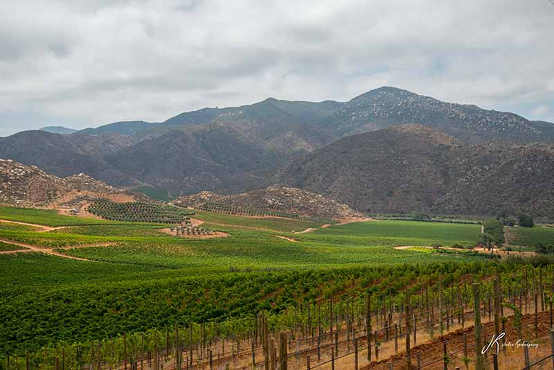 valle-de-guadalupe-valles-baja-california-julio-rodriguez-4-low