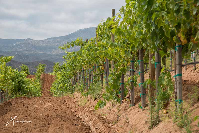 valle-de-guadalupe-valles-baja-california-julio-rodriguez-5-low